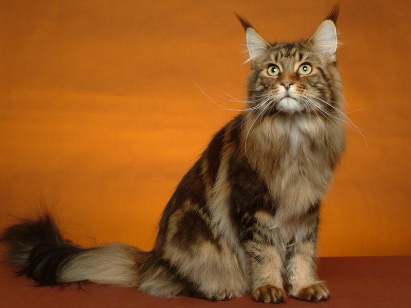 Maine Coon Cat — Orange, Calm