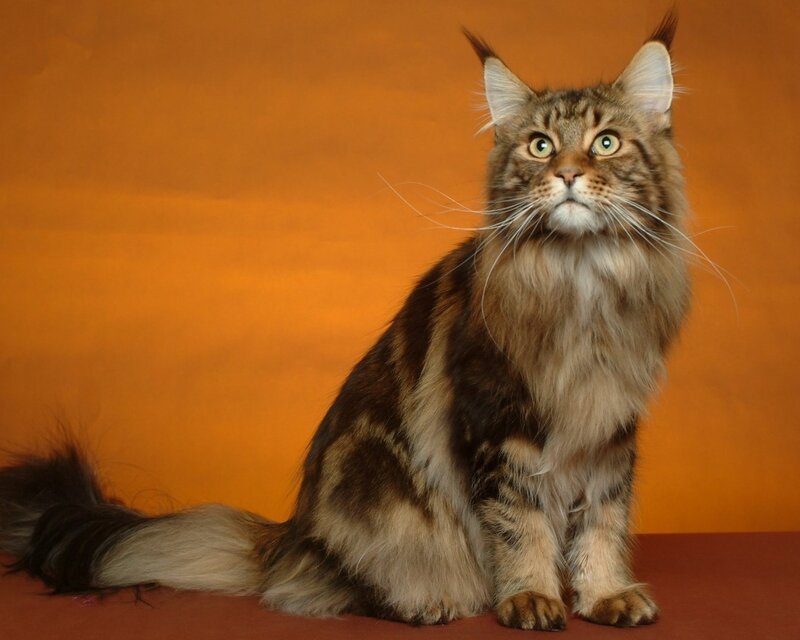 Maine Coon Cat — Orange