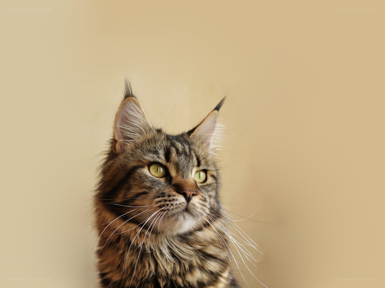 Maine Coon cat portrait