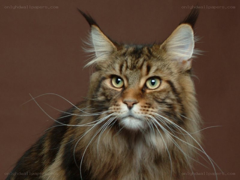 Maine Coon cat portrait
