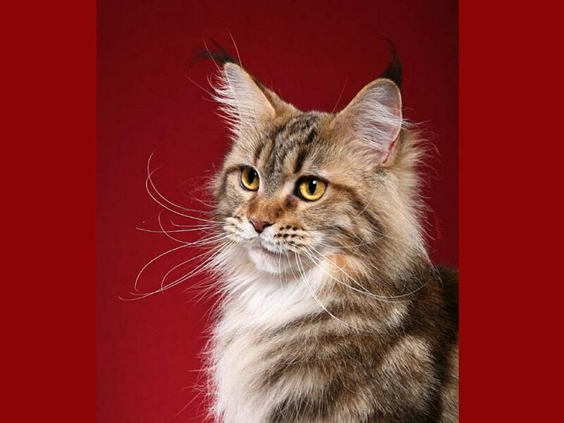 Maine Coon cat portrait