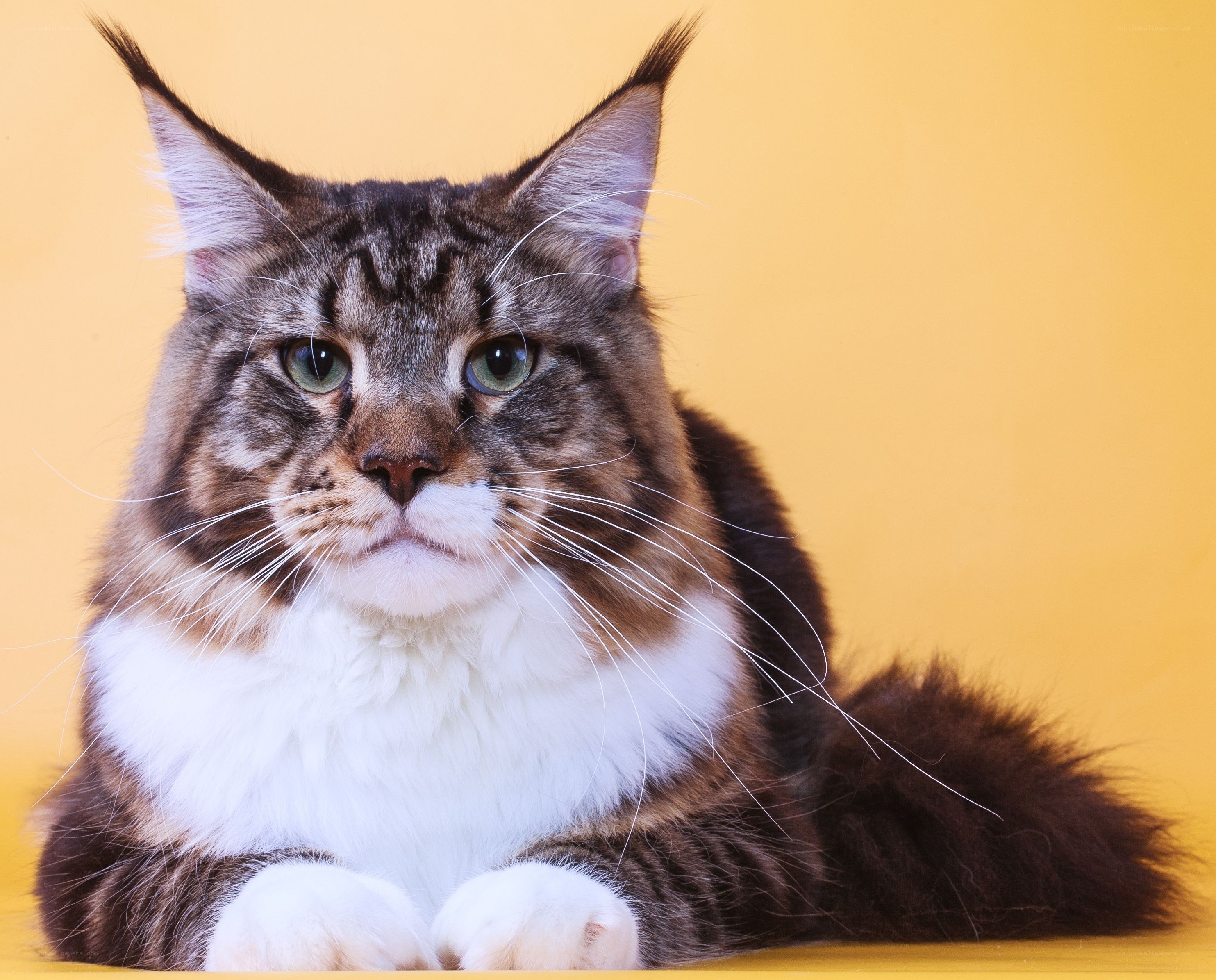 Maine Coon cat portrait