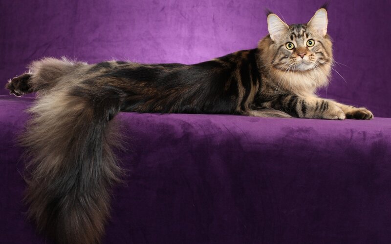 Maine Coon Cat — Purple, Calm