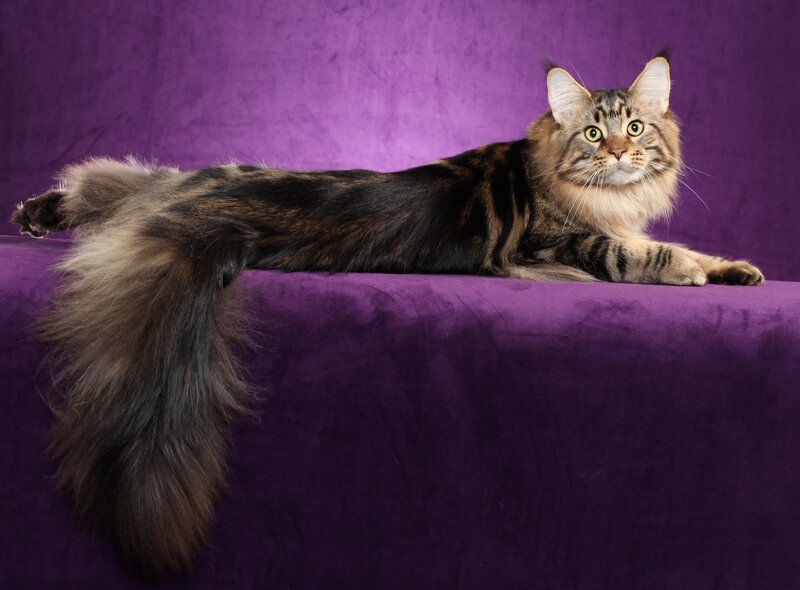 Maine Coon Cat — Purple