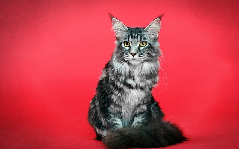Maine Coon Cat — Red, Calm, Photograph, Red Background