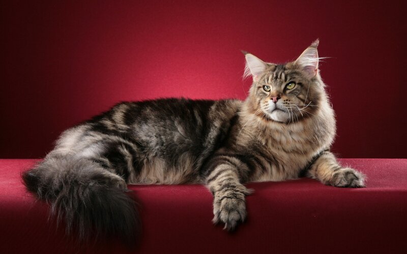 Maine Coon Cat — Red, Calm, Photograph, Red Surface