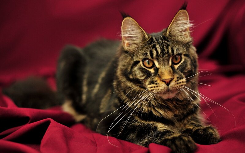 Maine Coon Cat — Red, Calm