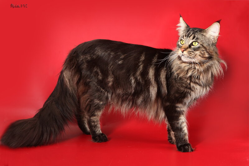 Maine Coon Cat — Red, Dramatic