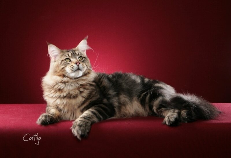 Maine Coon Cat — Red