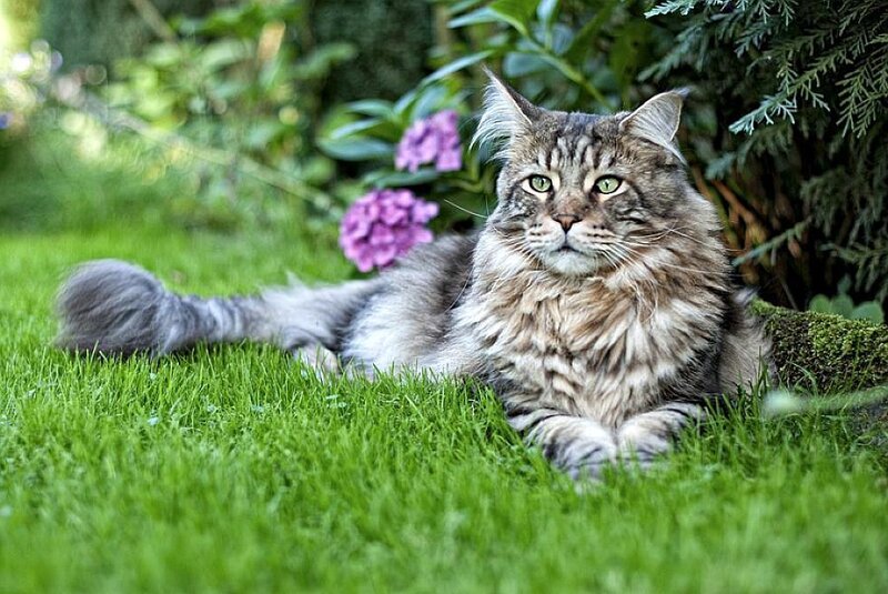 Maine Coon Cat