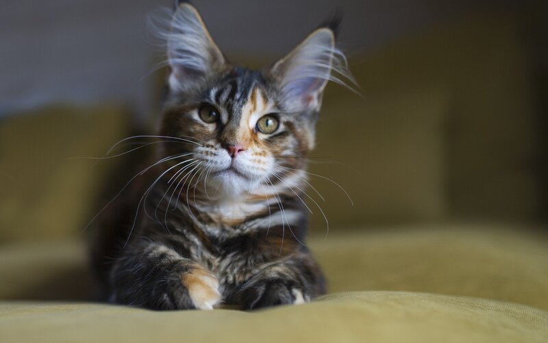 Maine Coon Kitten — Brown, Calm, Photograph