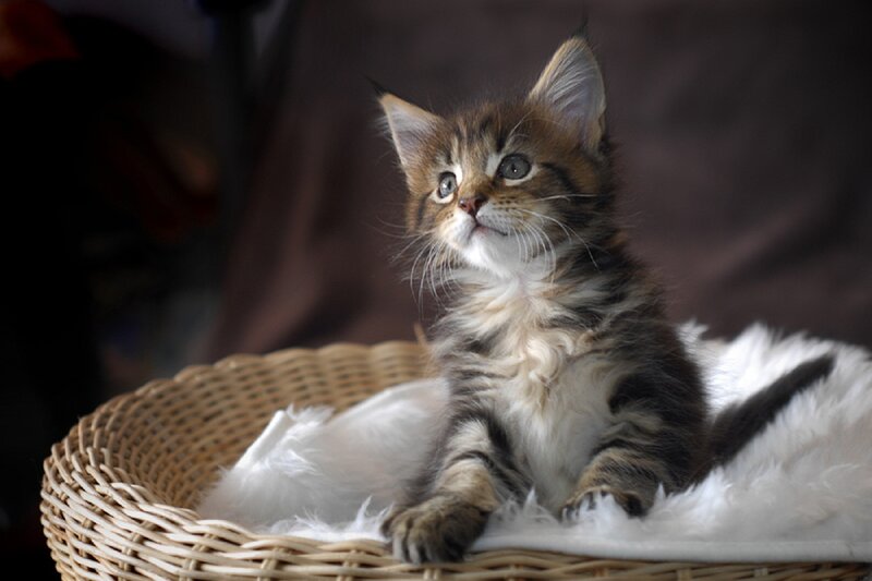Maine Coon Kitten — Brown, Calm