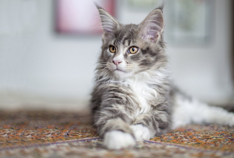 Maine Coon Kitten — Gray