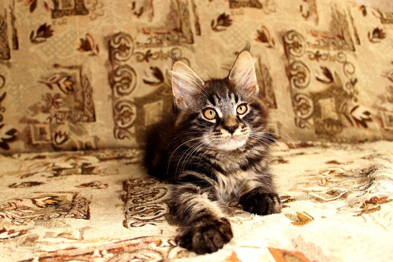 Maine Coon kitten on patterned couch