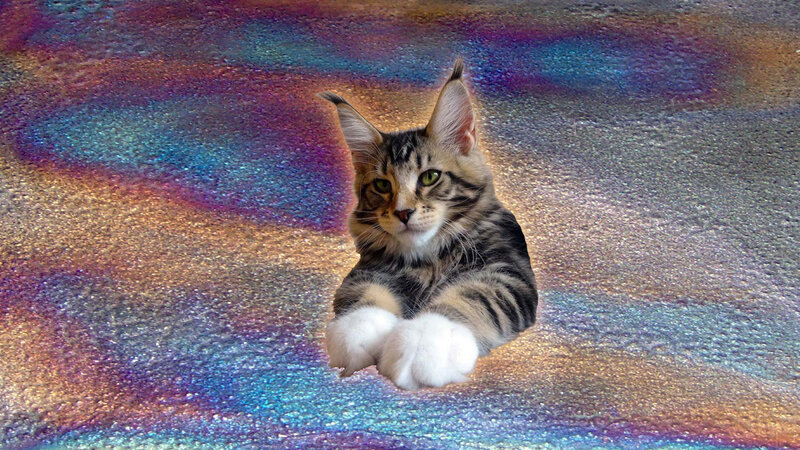 Maine Coon Kitten — Purple