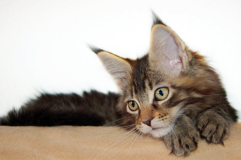 Maine Coon Kitten