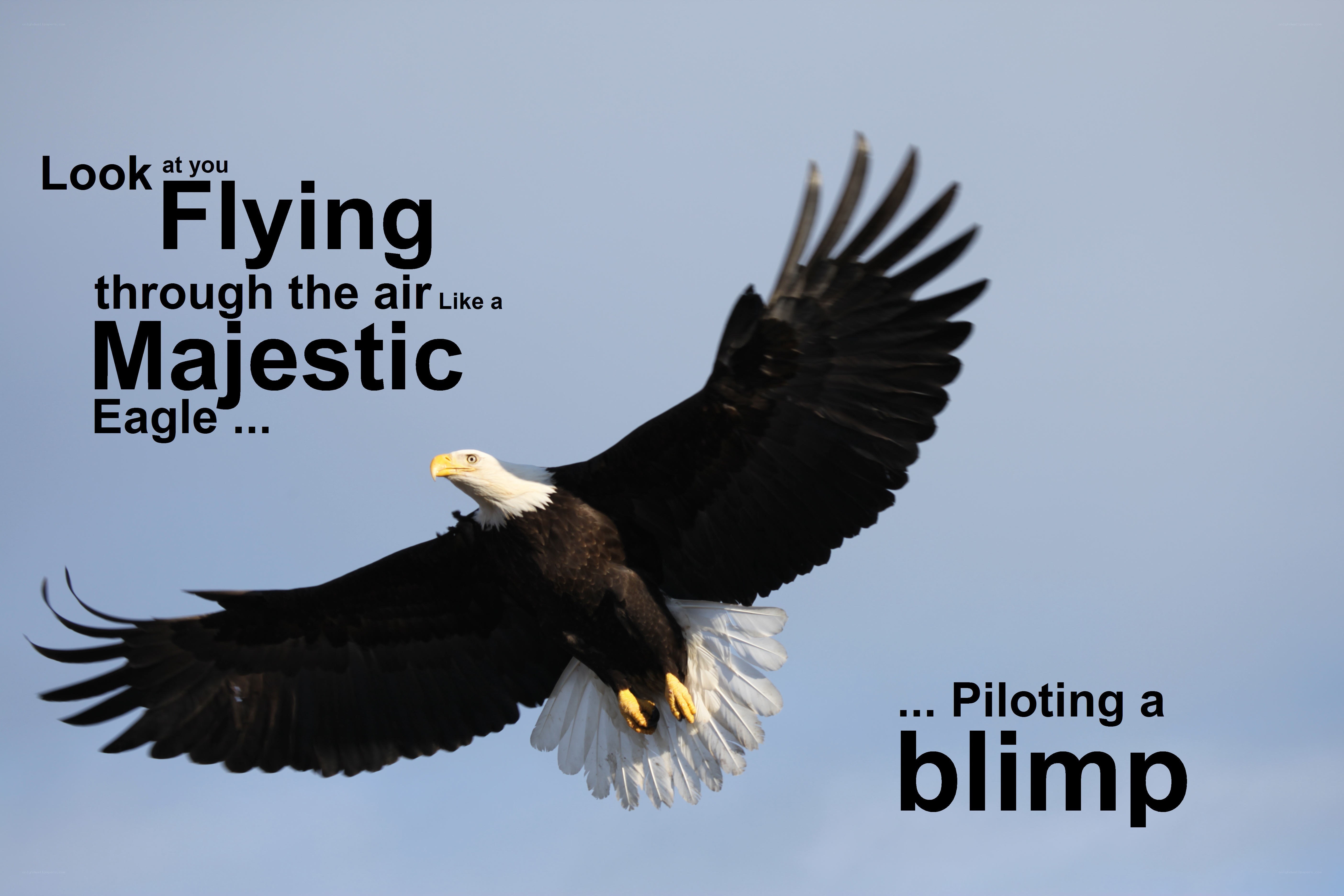 Majestic eagle in flight
