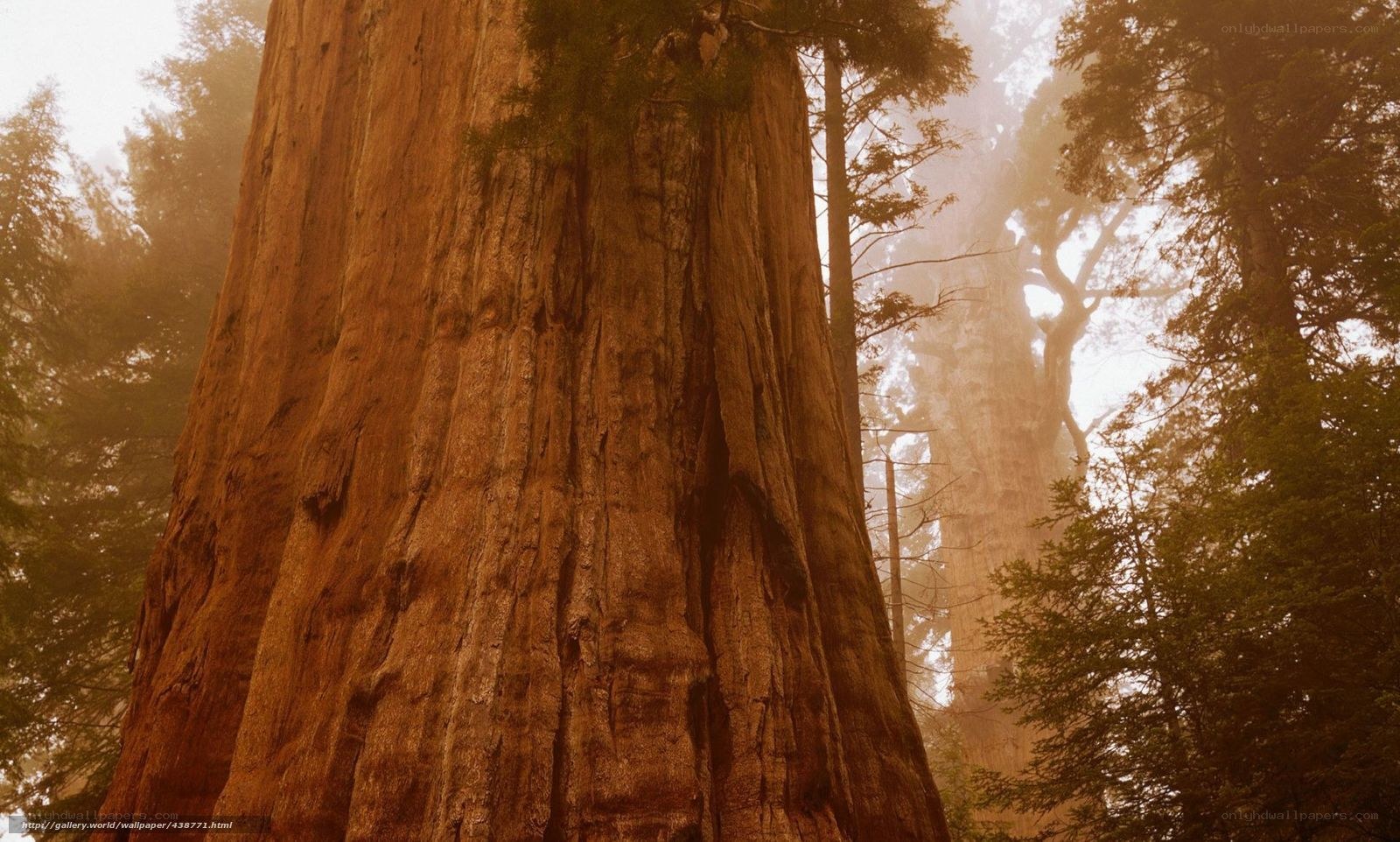Majestic redwood forest