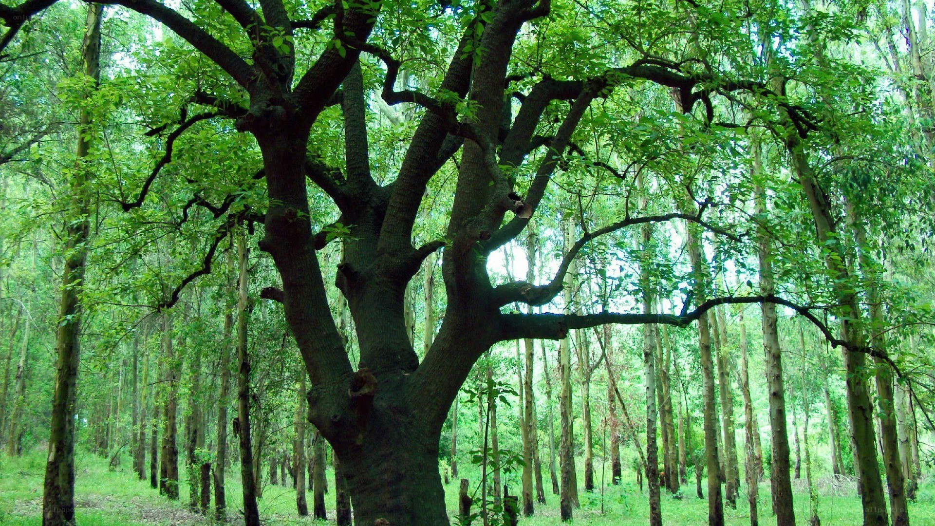 Majestic tree in a lush forest