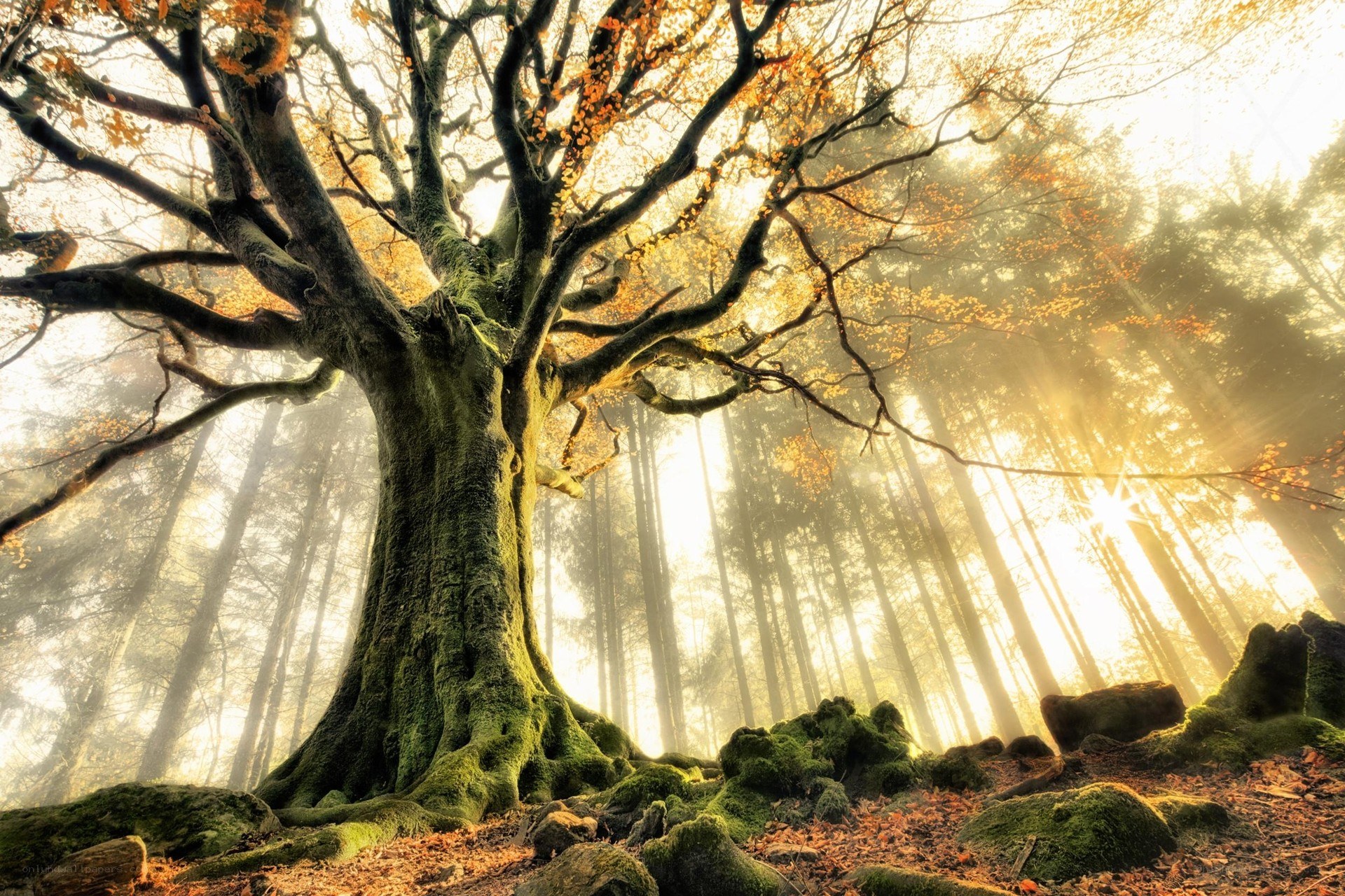 Majestic tree in sunlit forest