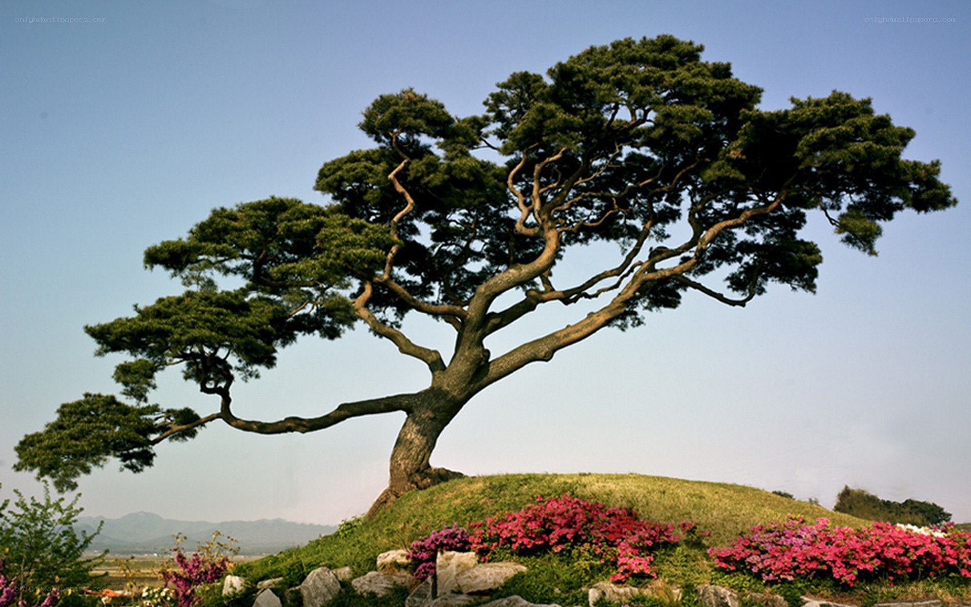 Majestic tree on a hill