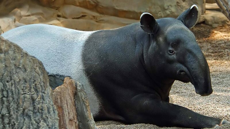 Malayan Tapir Resting