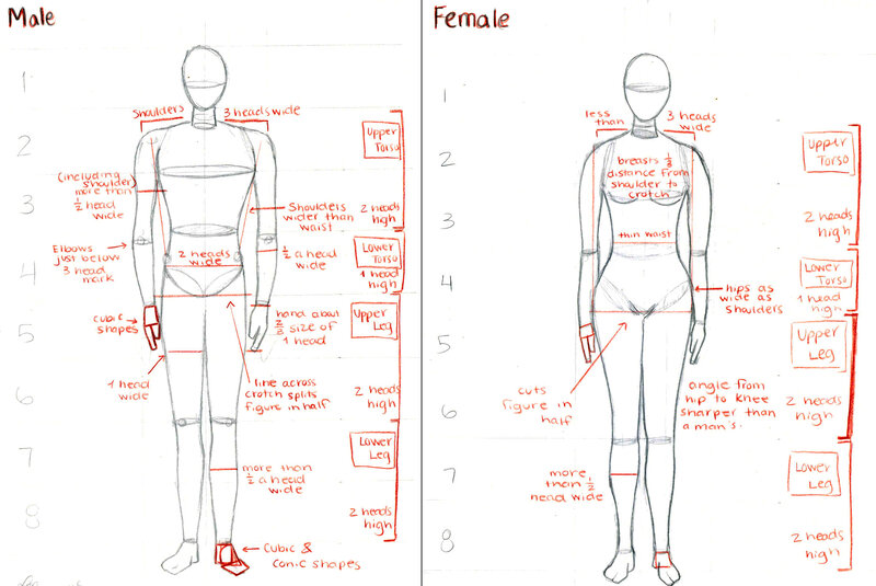 Male and female figure anatomy guide