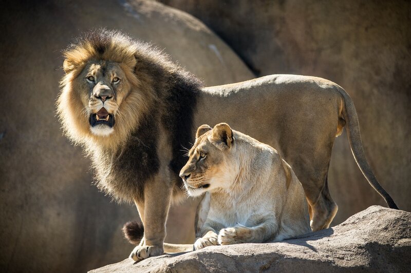 Male and Female Lion — Brown, Dramatic