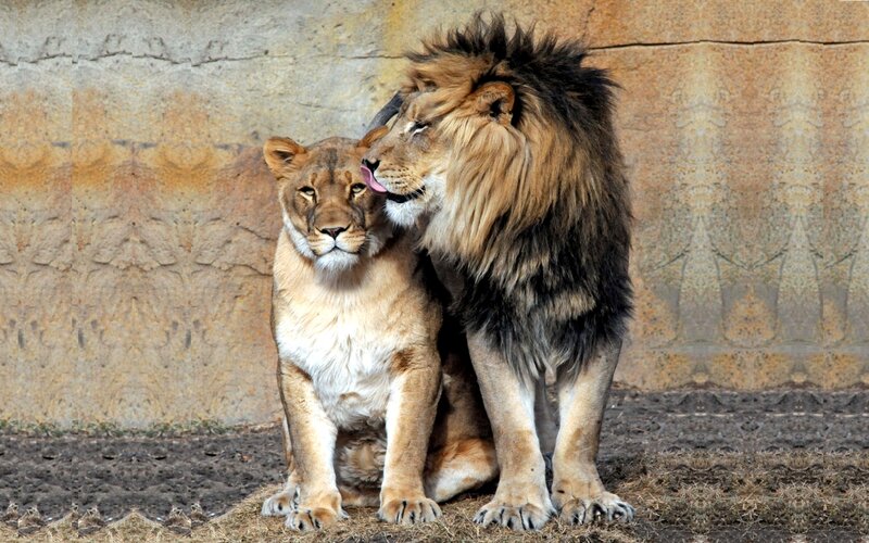 Male and Female Lion — Brown