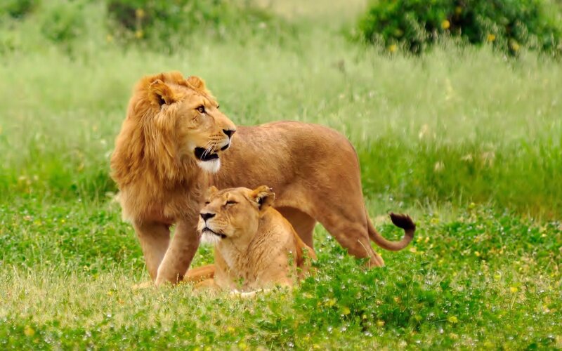 Male and Female Lion — Green, Calm, Afternoon