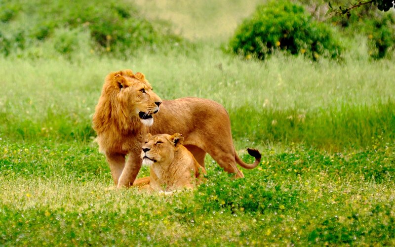 Male and Female Lion — Green