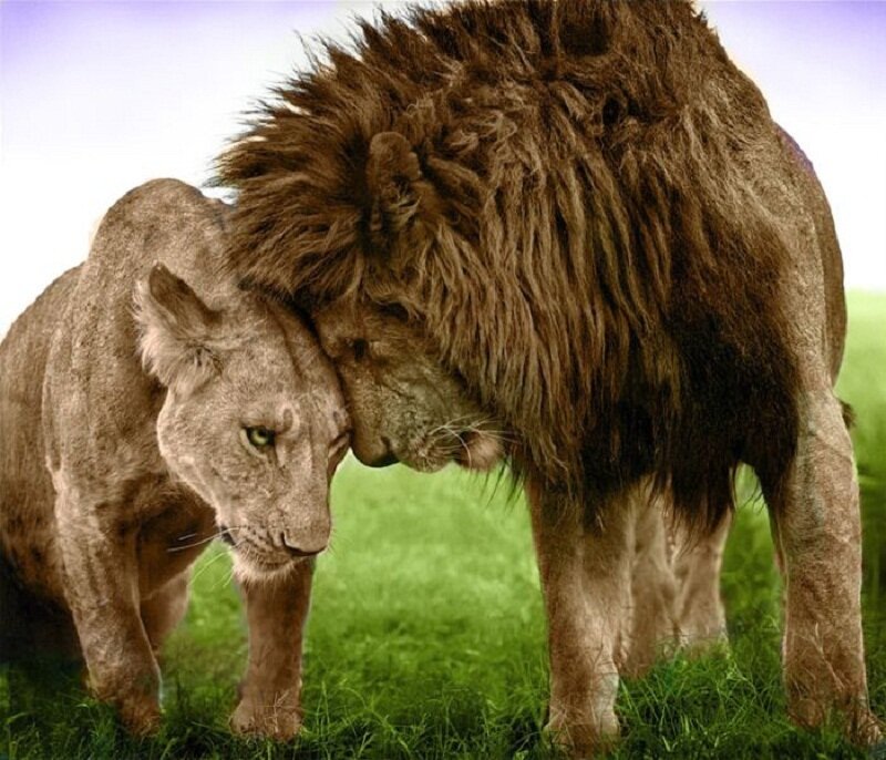 Male and Female Lion