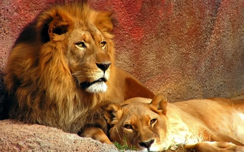 Male and Female Lions — Afternoon