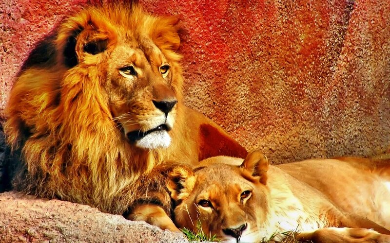 Male and Female Lions — Brown, Calm, Afternoon