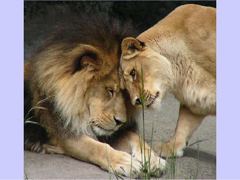Male and Female Lions — Brown, Calm, Photograph, Grass
