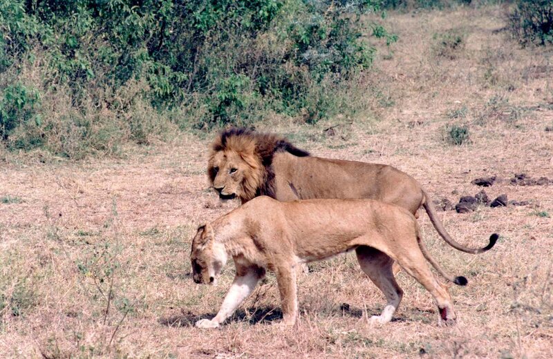Male and Female Lions — Brown, Natural