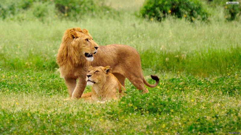 Male and Female Lions — Green, Calm