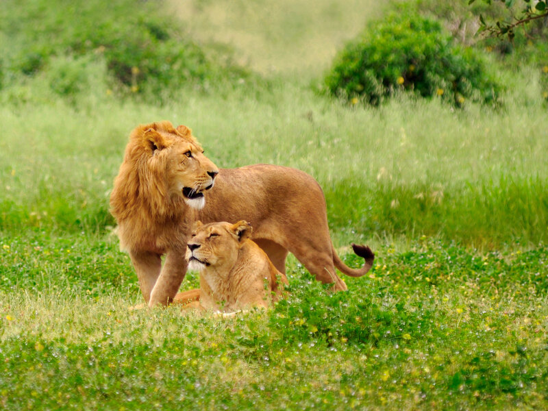 Male and Female Lions — Green