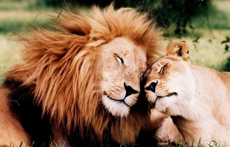 Male and Female Lions