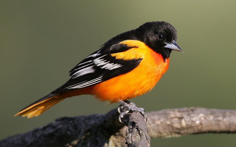 Male Baltimore Oriole — Black