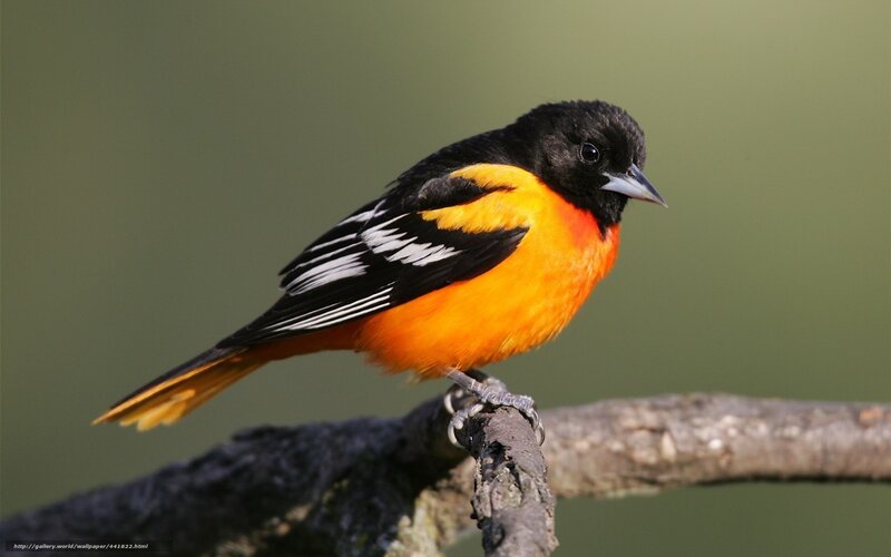 Male Baltimore Oriole — Orange, Calm