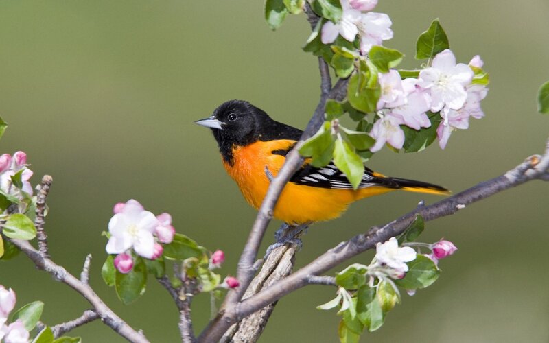 Male Baltimore Oriole — Orange, Serene