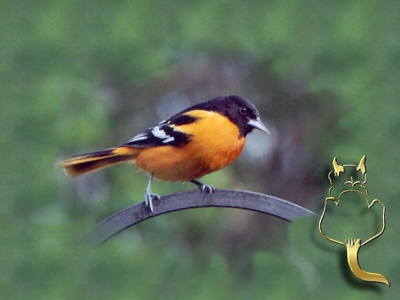 Male Baltimore Oriole