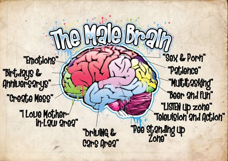 Male Brain Diagram