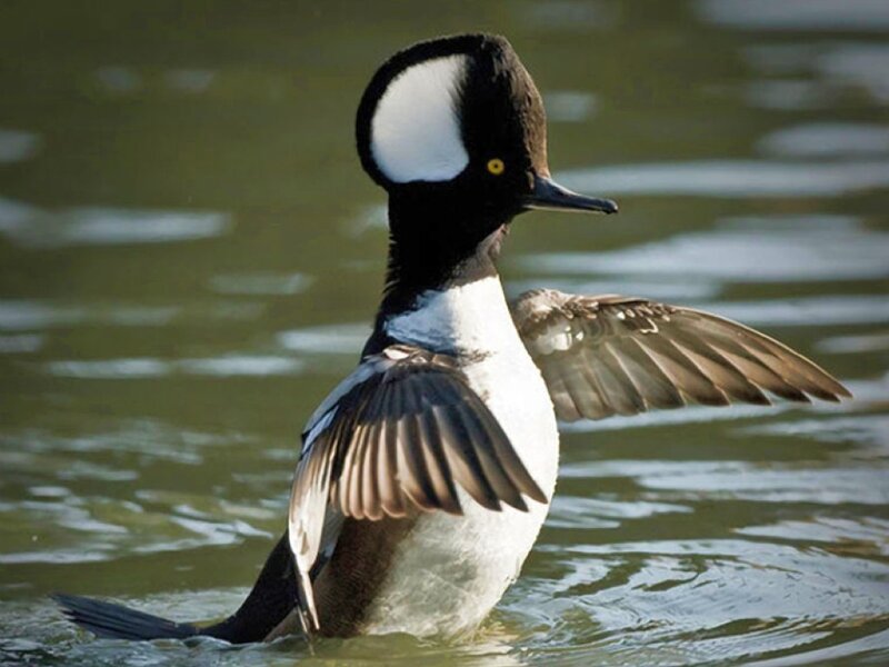 Male Bufflehead Duck