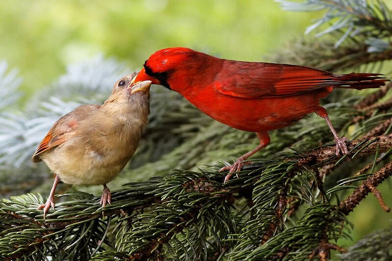 Male Cardinal Feeding Female