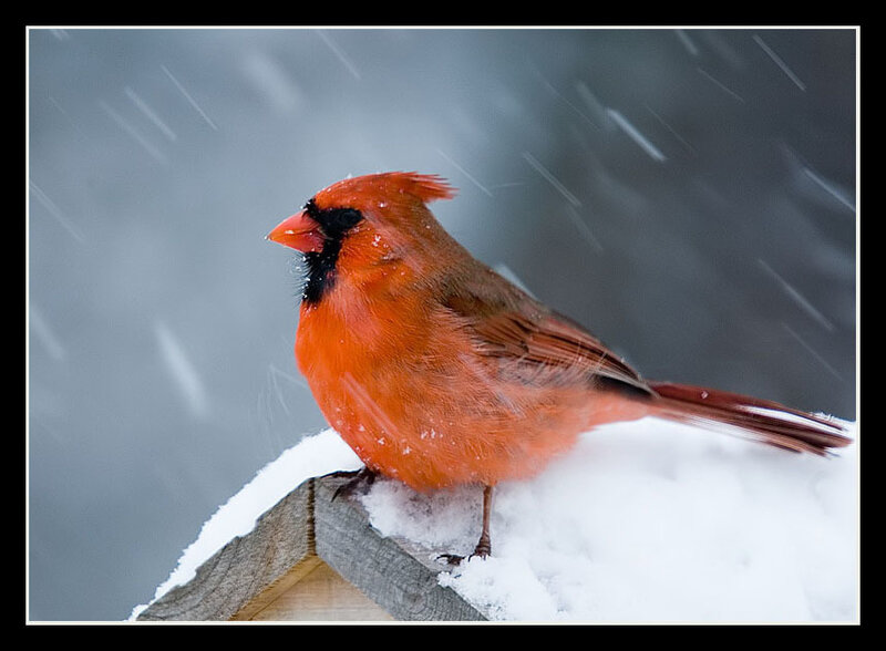 Male Cardinal in Snow
