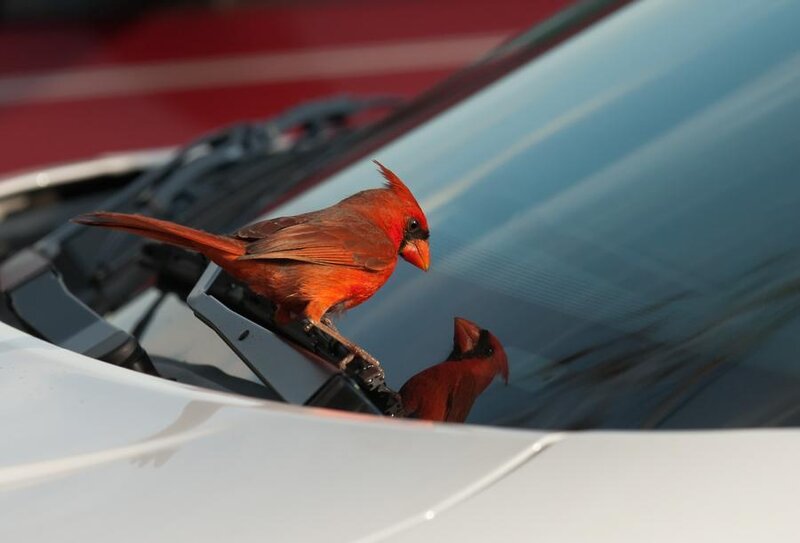 Male Cardinal on Car