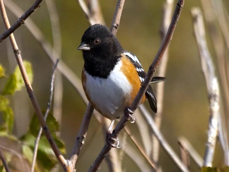 Male Eastern Towhee