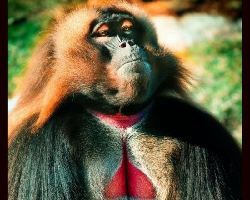 Male Gelada Monkey